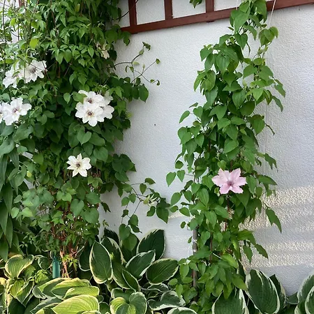 Casa Blanca Проживание в семье Ястарня