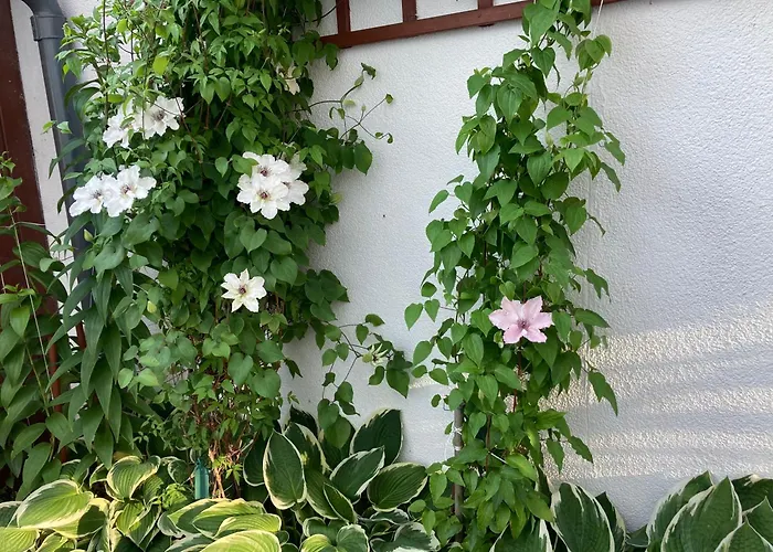 Casa Blanca Rum i privatbostad Jastarnia